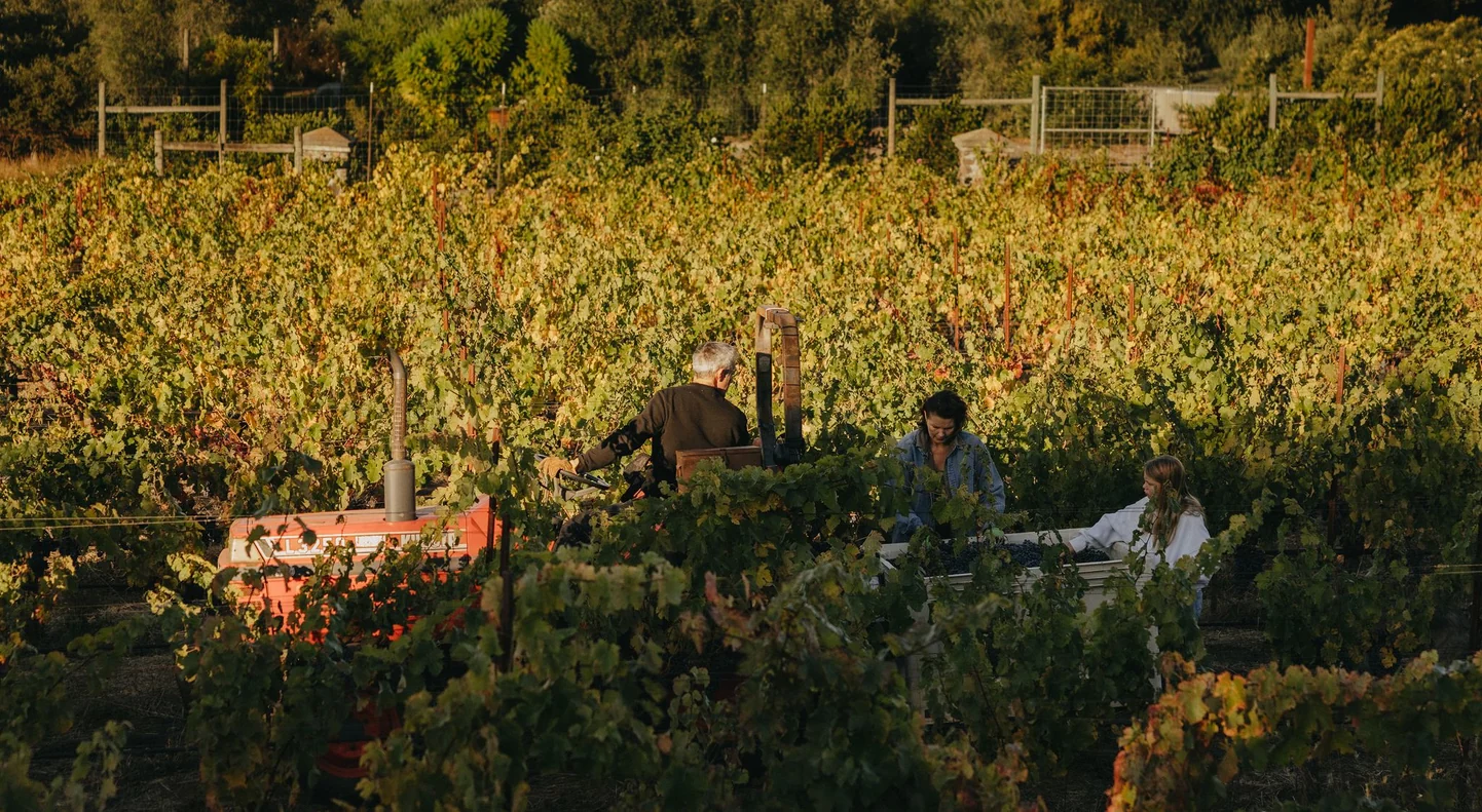 In Stitches: Keep Wines